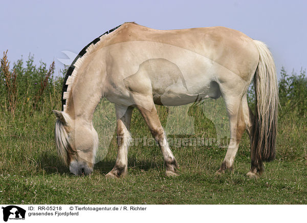 grasendes Fjordpferd / grazing horse / RR-05218
