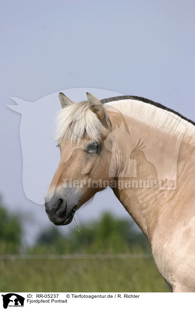 Fjordpferd Portrait / Fjord Horse Portrait / RR-05237