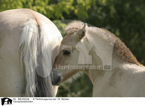 Fjordpferdefohlen / foal / RR-05238