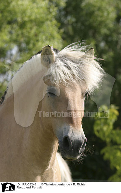 Fjordpferd Portrait / Fjord Horse Portrait / RR-05243