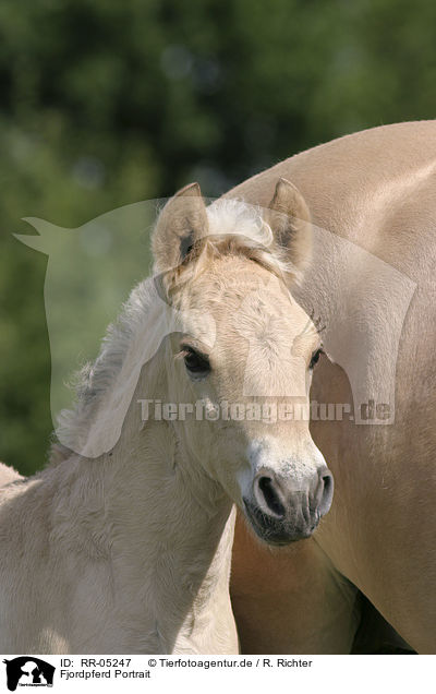 Fjordpferd Portrait / Fjord Horse Portrait / RR-05247