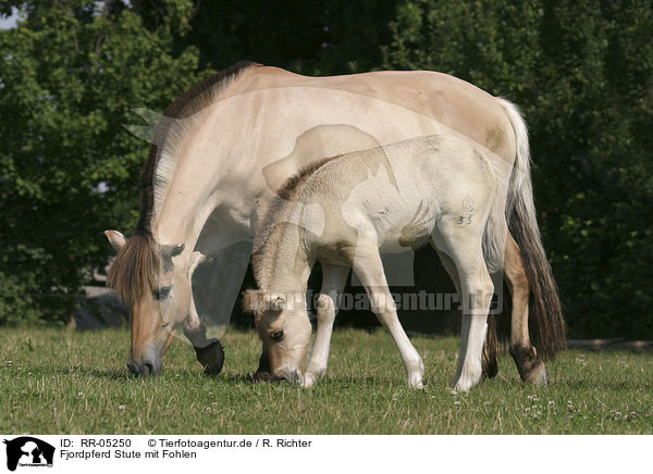 Fjordpferd Stute mit Fohlen / mare with foal / RR-05250