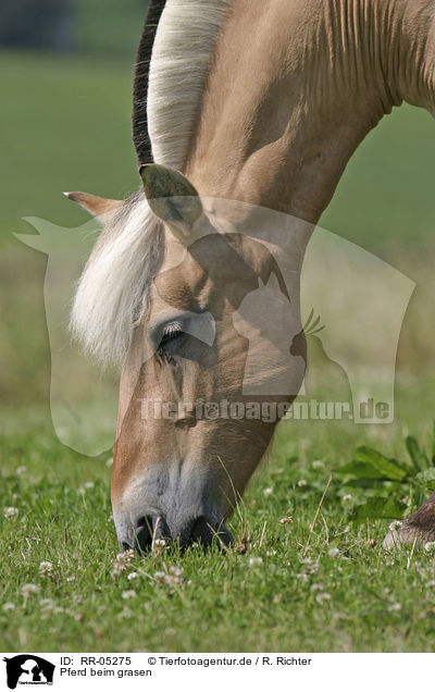 Pferd beim grasen / grazing horse / RR-05275