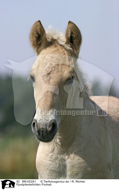 Fjordpferdefohlen Portrait / foal portrait / RR-05281