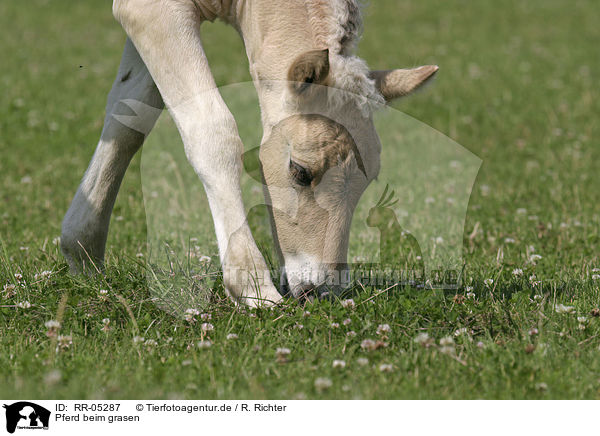 Pferd beim grasen / grazing horse / RR-05287