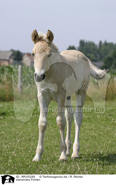 stehendes Fohlen / standing foal / RR-05289