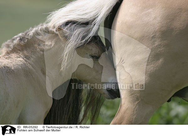 Fohlen am Schweif der Mutter / foal / RR-05292