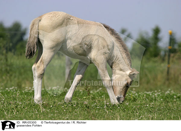 grasendes Fohlen / grazing foal / RR-05300