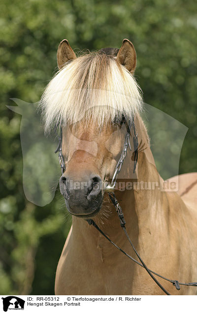 Hengst Skagen Portrait / horse head of a stallion / RR-05312
