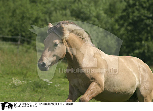 Fjordpferd in Aktion / running horse / RR-05324