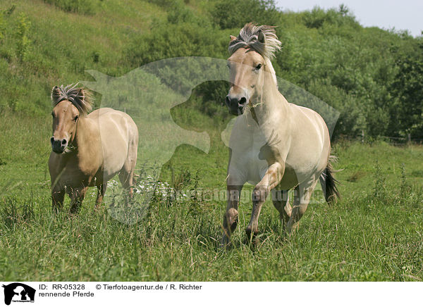 rennende Pferde / running horses / RR-05328