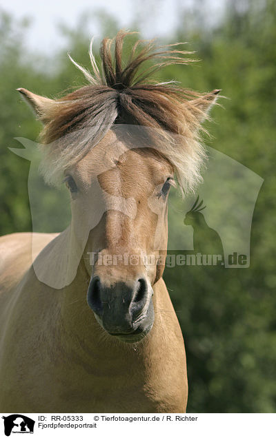 Fjordpferdeportrait / horse head / RR-05333