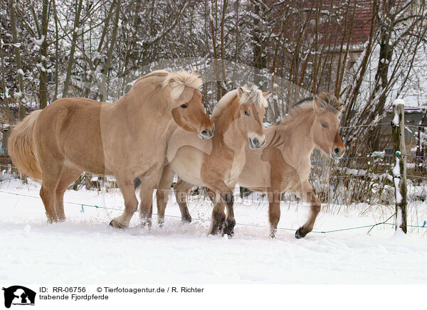 trabende Fjordpferde / trotting horses / RR-06756