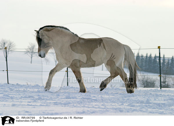 trabendes Fjordpferd / trotting horse / RR-06799