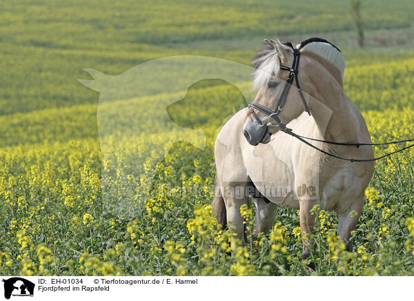 Fjordpferd im Rapsfeld / Fjord Horse in Rape field / EH-01034