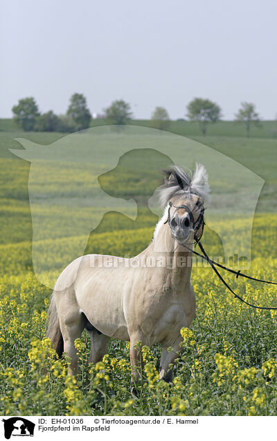 Fjordpferd im Rapsfeld / Fjord Horse in Rape field / EH-01036