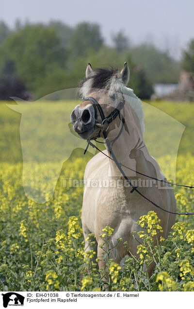 Fjordpferd im Rapsfeld / Fjord Horse in rape field / EH-01038