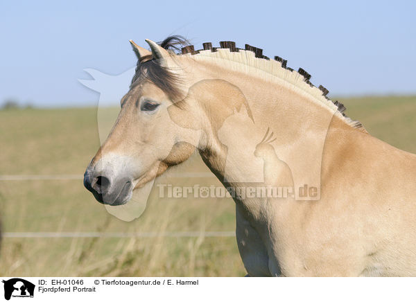 Fjordpferd Portrait / Fjord Horse Portrait / EH-01046