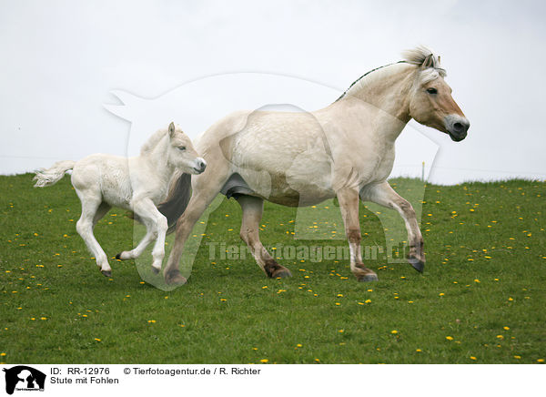 Stute mit Fohlen / mare with foal / RR-12976