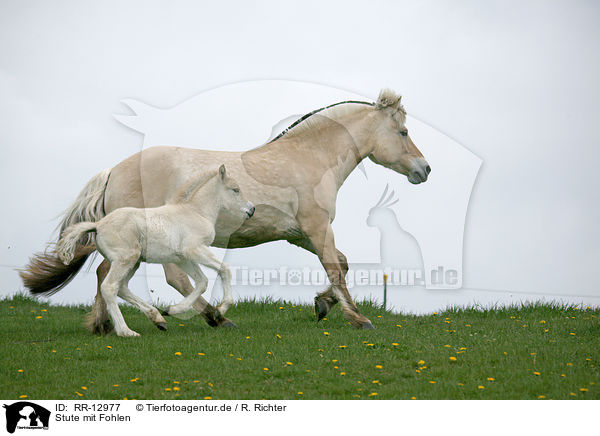 Stute mit Fohlen / mare with foal / RR-12977