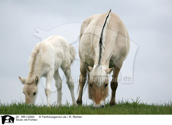 Stute mit Fohlen / mare with foal / RR-12984