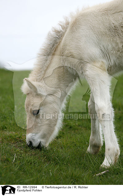 Fjordpferd Fohlen / foal / RR-12994