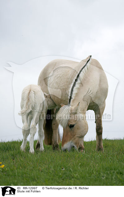 Stute mit Fohlen / mare with foal / RR-12997