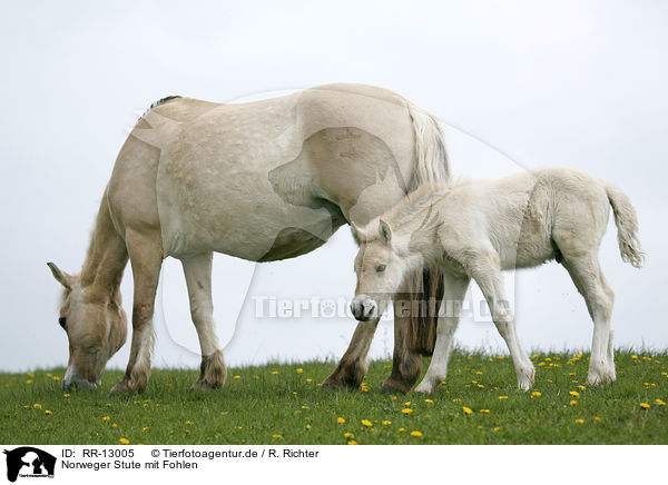 Norweger Stute mit Fohlen / mare wiht foal / RR-13005