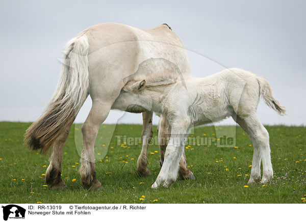 Norweger Stute mit Fohlen / mare wiht foal / RR-13019