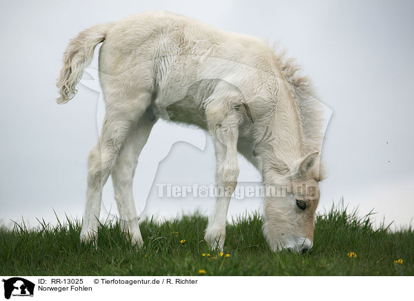 Norweger Fohlen / foal / RR-13025