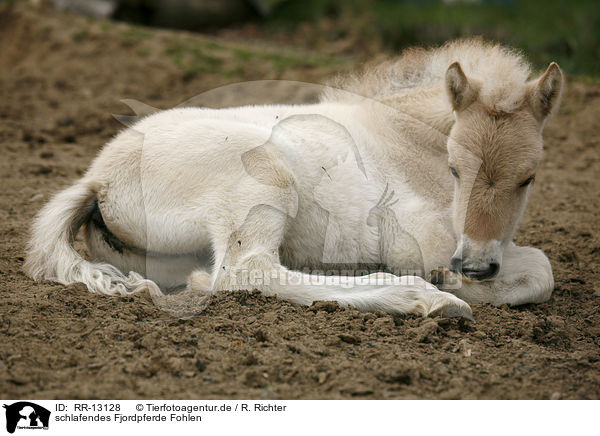 schlafendes Fjordpferde Fohlen / sleeping foal / RR-13128
