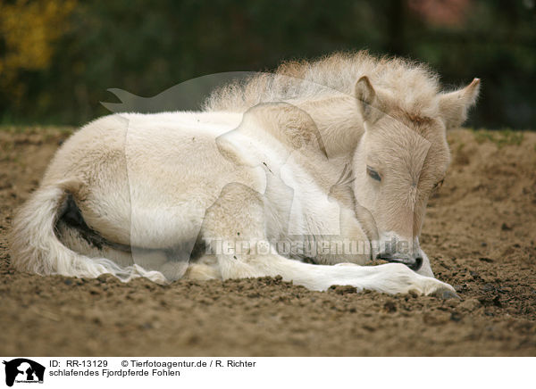 schlafendes Fjordpferde Fohlen / sleeping foal / RR-13129