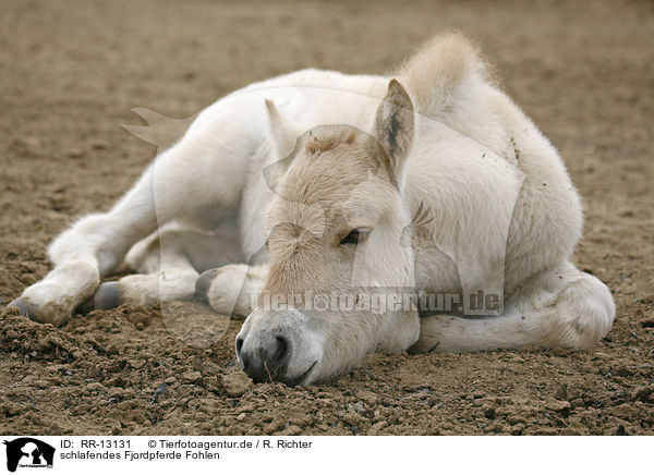 schlafendes Fjordpferde Fohlen / sleeping foal / RR-13131