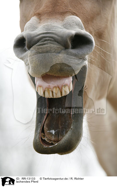 lachendes Pferd / laughing horse / RR-13133