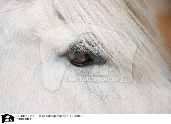 Pferdeauge / horse eye / RR-13141