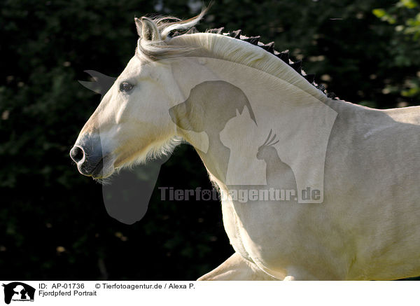 Fjordpferd Portrait / horse portrait / AP-01736