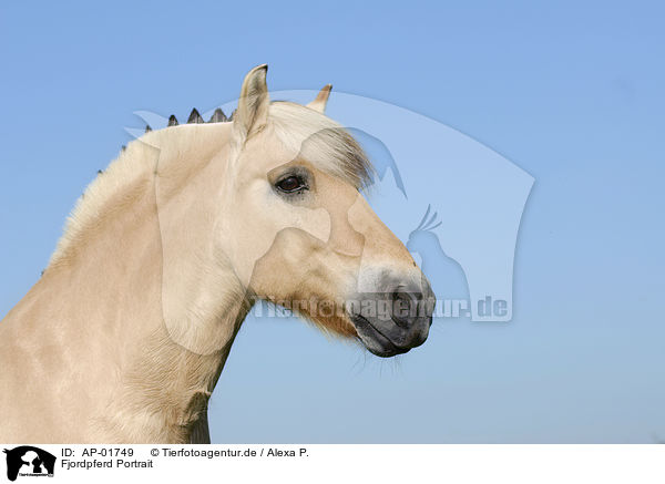 Fjordpferd Portrait / horse portrait / AP-01749