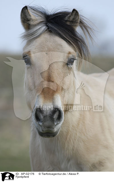 Fjordpferd / Fjord Horse / AP-02176