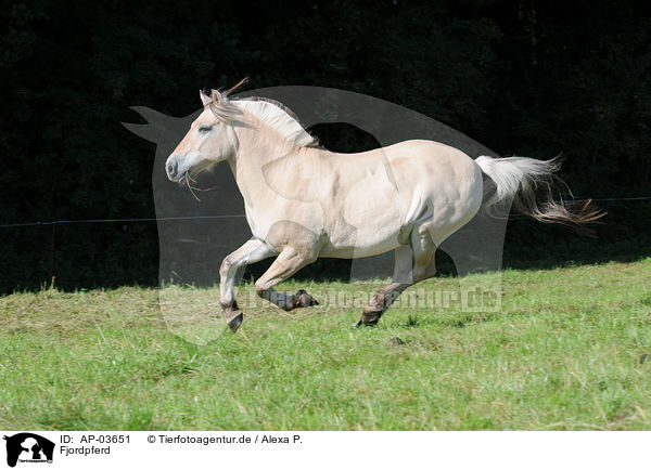 Fjordpferd / Norwegian horse / AP-03651