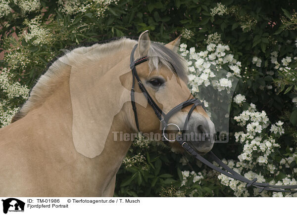 Fjordpferd Portrait / Fjord Horse Portrait / TM-01986