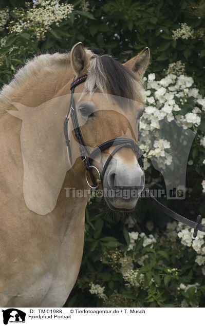 Fjordpferd Portrait / Fjord Horse Portrait / TM-01988