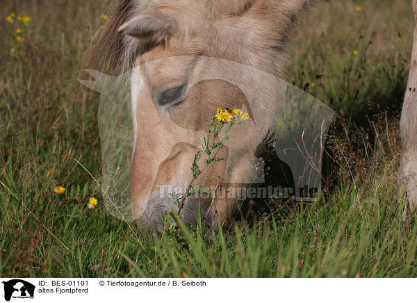 altes Fjordpferd / old fjord horse / BES-01101