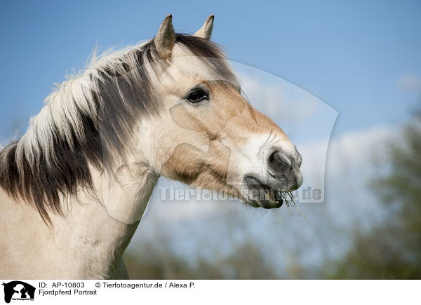 Fjordpferd Portrait / Fjord horse portrait / AP-10803