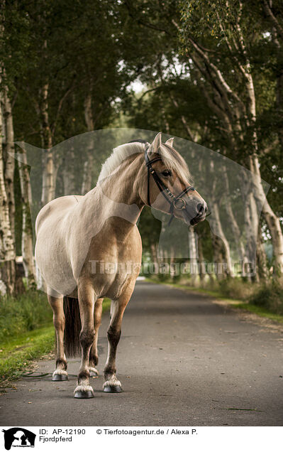 Fjordpferd / Fjord horse / AP-12190