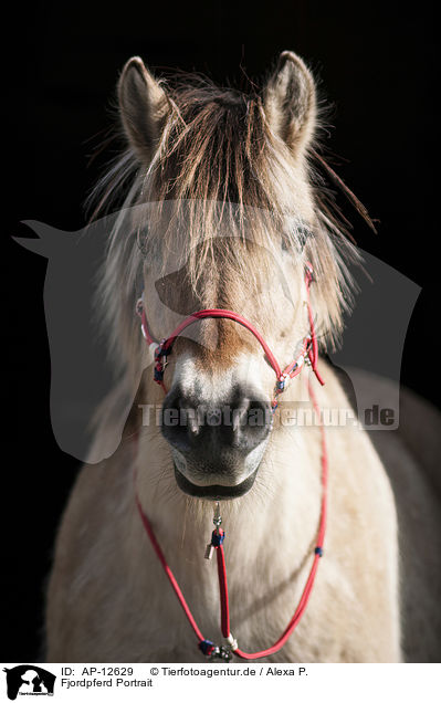 Fjordpferd Portrait / Fjordhorse Portrait / AP-12629