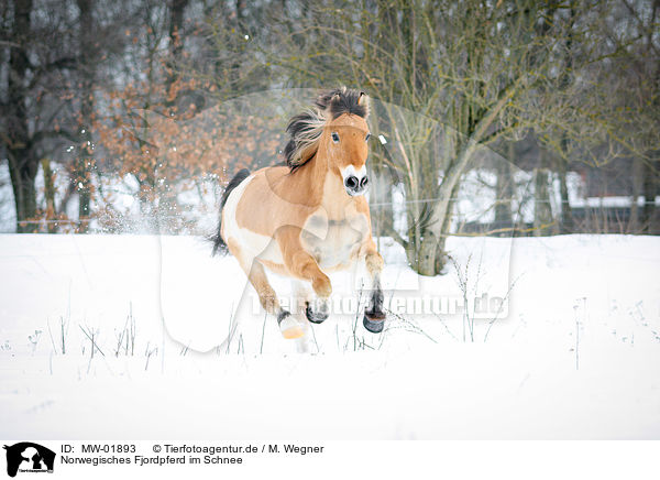 Norwegisches Fjordpferd im Schnee / MW-01893