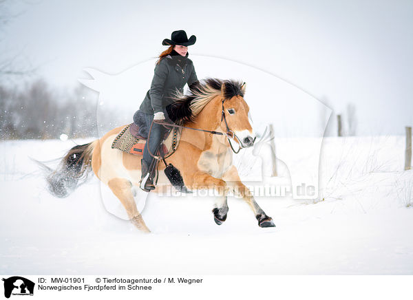 Norwegisches Fjordpferd im Schnee / Norwegian Fjord Horse in snow / MW-01901
