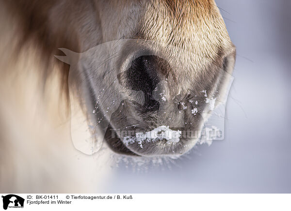 Fjordpferd im Winter / BK-01411