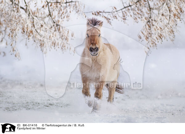 Fjordpferd im Winter / BK-01416
