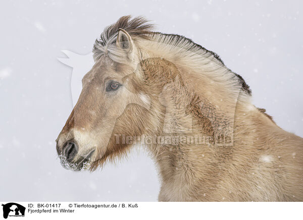 Fjordpferd im Winter / Fjord horse in winter / BK-01417